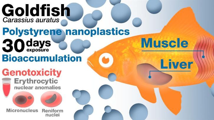Nanoplàstics al fetge i al múscul dels peixos